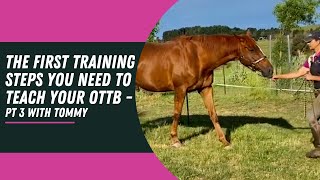 TEACH THIS TO TRAIN LIGHTNESS IN YOUR OTTB PT 3 with Tommy ottb inhandtraining equitationscience [upl. by Zerelda]