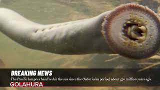 The Pacific lamprey has lived in the sea since the Ordovician period about 450 million years ago [upl. by Lenoyl]