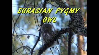 Eurasian pygmy owl [upl. by Schatz]