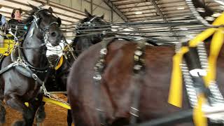 Draft horse show Mixed breeds 8 horse hitch  Ocala FL [upl. by Rafaellle]