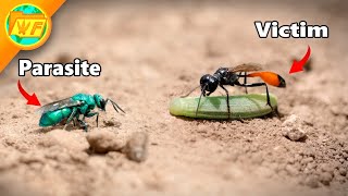 Cuckoo Wasp ATTACKS Sand Wasp [upl. by Grazia]