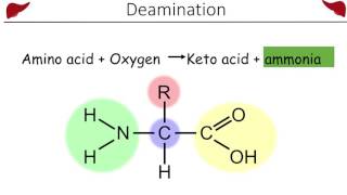 Urea and the Ornithine cycle [upl. by Suirtemed79]