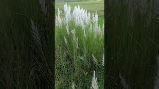 Kans grass kashi phool Saccharum spontaneum wildgrass ytshort [upl. by Elahcim128]