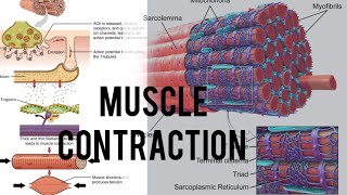 muscle contraction part1 csirnetlifesciences neet biology [upl. by Krakow221]