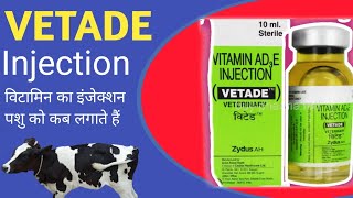 Vitade injection veterinary medicine  vitamin AD3E  Vitamin injection  Manjhi Veterinary [upl. by Juanita]