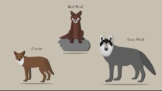 Sequencing Reveals Mixed Ancestry for Wolves [upl. by Enelloc883]