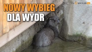 Wydra europejska w ZOO Wrocław Tak wygląda nowy wybieg dla wydr [upl. by Udella]