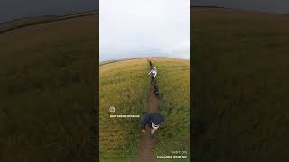 A walk through the grain fields 🤩 grainfield vandiaries cornwall vandiaries travel [upl. by Henn]