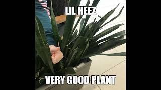 Lil Heez  Very Good Plant [upl. by Farr872]