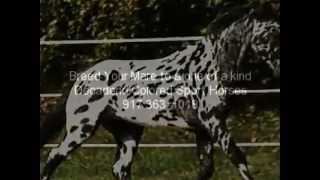 Legendary Design Leopard Friesian X Appaloosa Breeding Stallion For Sale [upl. by Leasia]