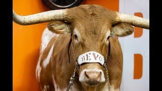 UT Vols tease Georgia after Uga runin with Bevo [upl. by Norrie]