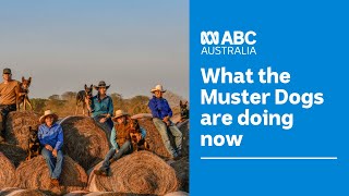 Puppy update  what the Muster Dogs are doing now 🐶🤠  Muster Dogs  ABC Australia [upl. by Atel605]