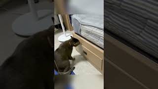 Sociopathic cats😿😿 cat pets funnypets funny funnyvideo funnyanimals petvideos [upl. by Anaila]