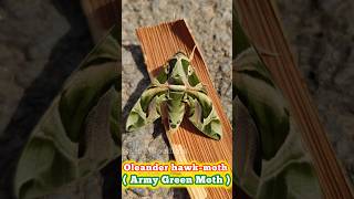 Oleander hawkmoth Army Green Moth  insects [upl. by Cristoforo283]