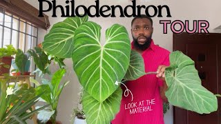 The Philodendron tour that will leave you shooketh [upl. by Brubaker]