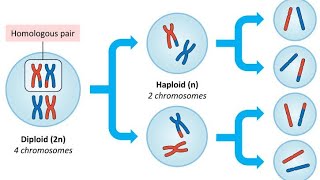 lecture 3 Meiosis Prophase 1 [upl. by Fiorenze]