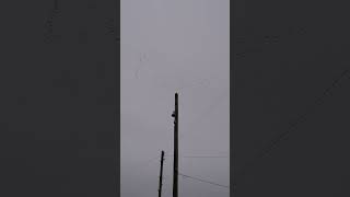 Canada geese flying over The Ferry Tavern Inn Penketh [upl. by Cavanaugh]