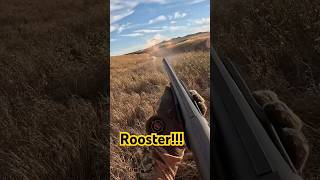 ROOSTER hunting fyp awesome northdakota viral edit youtube shorts short rooster new [upl. by Mavis]