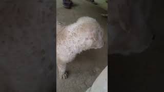 Happy pappy 🐕🐕🐕  shortvideo viralvideo shortsvideo shorts short [upl. by Lull]