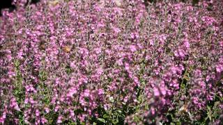 Bees on Teucrium [upl. by Anet774]