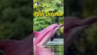 Pink DolphinSeptember2024 pukhtanarelaxingworldsurvivingvlogs fishs [upl. by Becket]