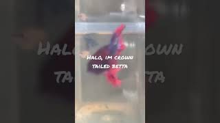 RELAXING CROWNTAIL BETTA FISH shorts [upl. by Adner]