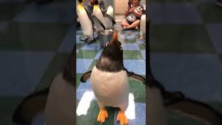 Penguin Dance [upl. by Zuckerman]