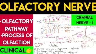 Olfactory nerve  olfactory pathway [upl. by Xila202]