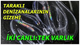 Taraklı Denizanalarının Gizemi İki Canlı Tek Varlık [upl. by Drawyeh]