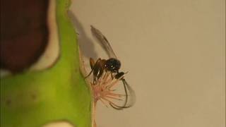 Cotesia wasp stinging saddleback caterpillar [upl. by Ahsikar]