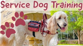 Service Dog Training  At Target [upl. by Henghold]