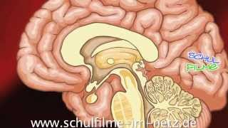 Gehirn  Schulfilm Biologie [upl. by Ahl]