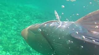 Spearfishing Humphead Parrotfish [upl. by Maribelle676]