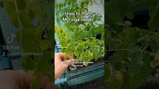 How to Plant Moringa Seeds moringa moringaseeds moringatree moringaplant moringapowder plants [upl. by Nwahsear]