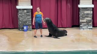 More Fun  All New Flippers Facts and Fun  Seaworld Orlando [upl. by Cadel]