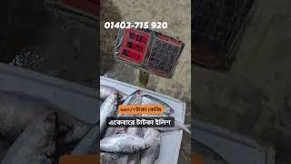 ৯৫০ টাকা কেজি ছোট ইলিশ  যাদের লাগবে দ্রুত জানাতে পারেন। [upl. by Schroder]