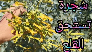 شجرة التبغ الأزرق وقضائها على الأشجار والنباتات المحلية [upl. by Chatterjee304]