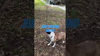 Xxl bully jumping xxlbully canecorso bully mixed [upl. by Ydne]