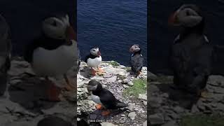 Puffins Are Small PenguinLike Seabirds birdslover puffins seabirds [upl. by Aivataj149]