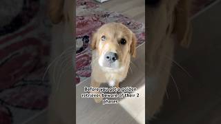 Little sass here and there never hurt no one😅 dogmemes dogshorts cutedog goldenretriever [upl. by Stetson164]