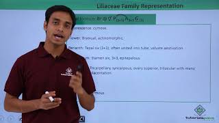 Class 11th – Floral Formula – Liliaceae Family Representation  Tutorials Point [upl. by Groeg]