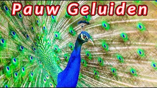 Pauwgeluiden 🦚 De geluiden die een pauw maakt [upl. by Carri]