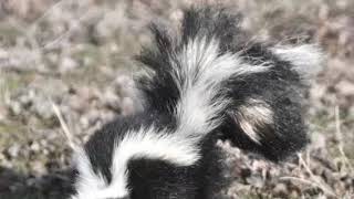 Skunk Hissing Sound Effect [upl. by Sheela715]