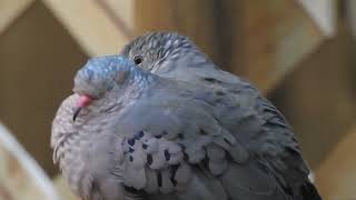 Common Ground Dove Columbina passerina Timucuan Ecological and Historical Preserve [upl. by Azriel]