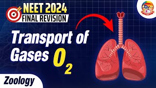 Transport of Gases O2  NEET Zoology  NEET2024FinalRevision srichaitanyagosala [upl. by Ellekcir122]