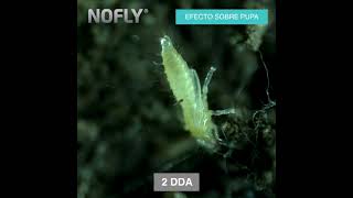 Eficacia de NoFly contra Trips  NoFly efficacy against Thrips [upl. by Eirual]