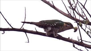 Diederik Cuckoo courtship display with a caterpillar [upl. by Ellemac]