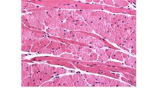 Histologia I  Demonstração Prática  Tecido Muscular [upl. by Euqinobe]