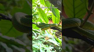 The Bamboo PitViper also known as Trimeresurus gramineus is a mesmerizing creature [upl. by Benco]