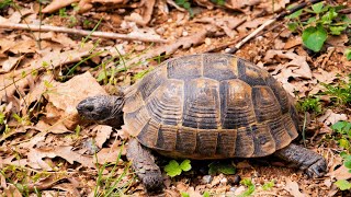 Yoruba Folktale Àlọ́ Àpagbè Ìtàn Ìjàpá  A Yorùbá Story of the Tortoise [upl. by Ytinav]